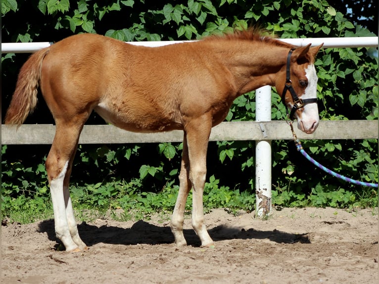 American Quarter Horse Giumenta Puledri (03/2025) 151 cm Sauro in Stade American Quarter Horse Giumenta Puledri (03/2025) 151 cm Sauro in Stade
