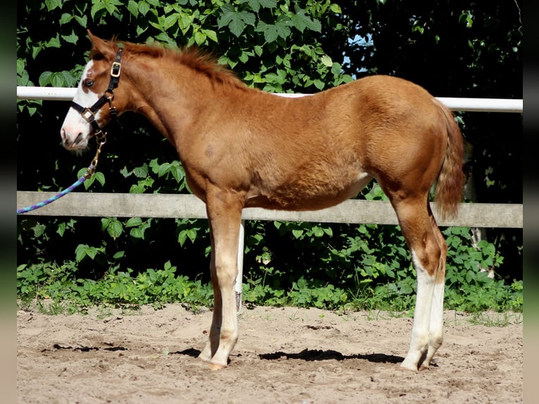 American Quarter Horse Giumenta Puledri (03/2025) 151 cm Sauro in Stade American Quarter Horse Giumenta Puledri (03/2025) 151 cm Sauro in Stade