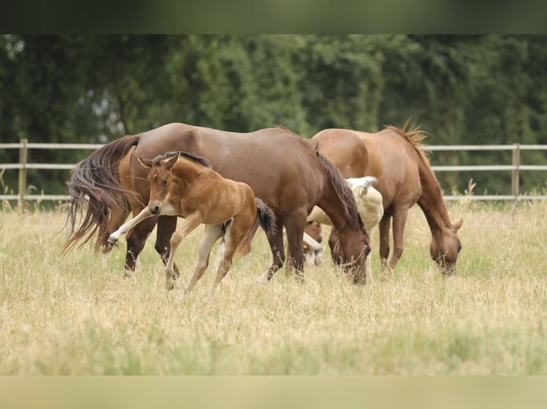 American Quarter Horse Giumenta Puledri (04/2026) 152 cm Baio in Waldshut-Tiengen