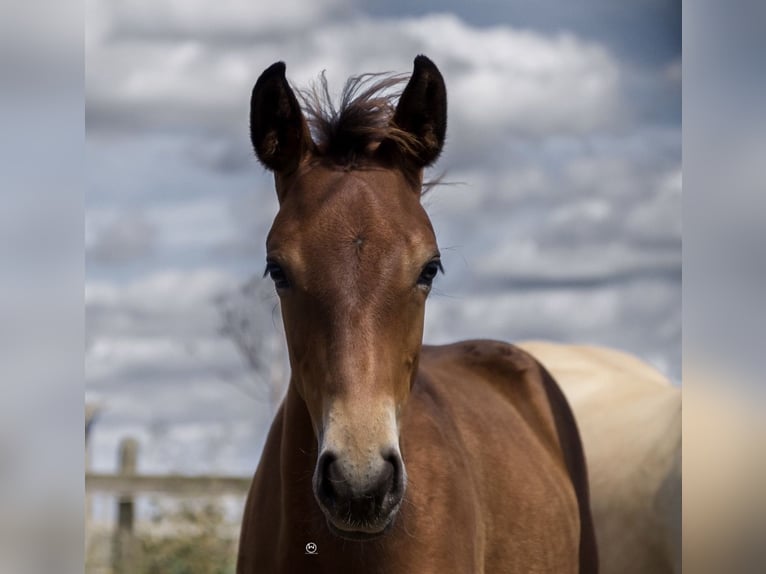 American Quarter Horse Giumenta  152 cm Baio in Berndorf