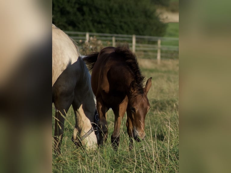 American Quarter Horse Giumenta  152 cm Baio in Berndorf