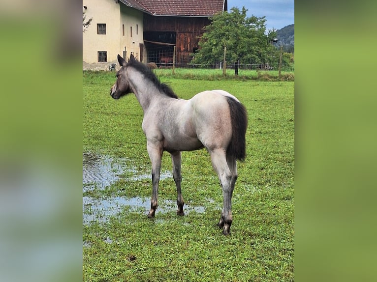 American Quarter Horse Giumenta Puledri (06/2024) 152 cm Baio roano in Ostermiething