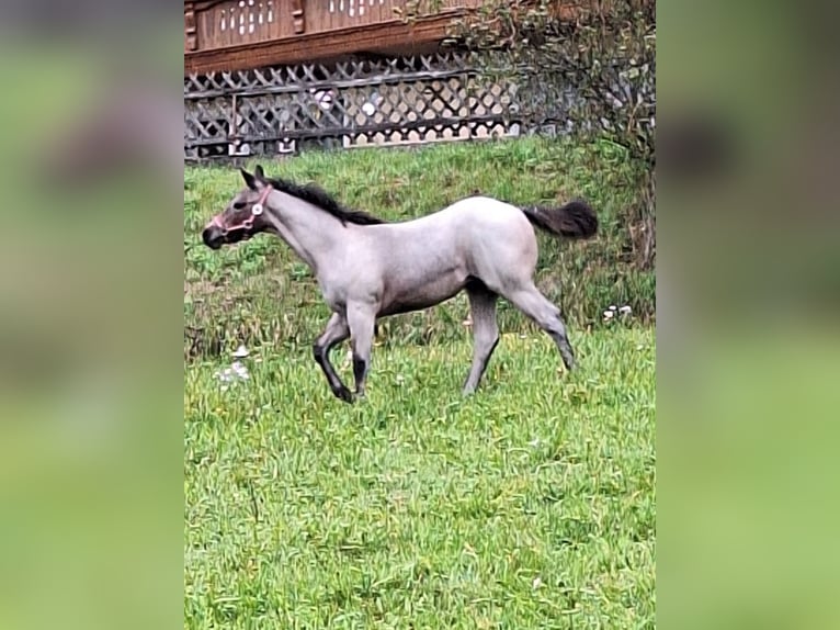 American Quarter Horse Giumenta Puledri (06/2024) 152 cm Baio roano in Ostermiething