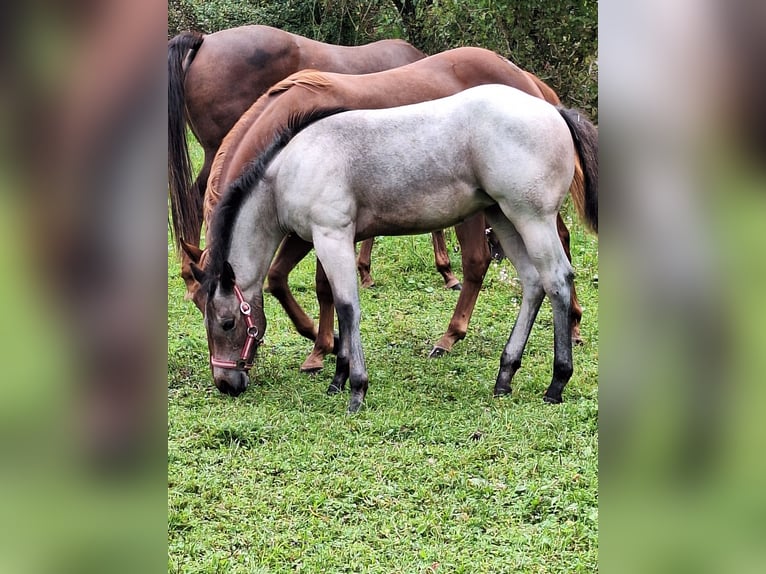 American Quarter Horse Giumenta Puledri (06/2024) 152 cm Baio roano in Ostermiething