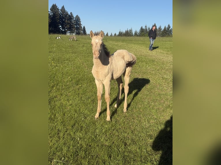 American Quarter Horse Giumenta Puledri (04/2026) 152 cm Champagne in Daleiden