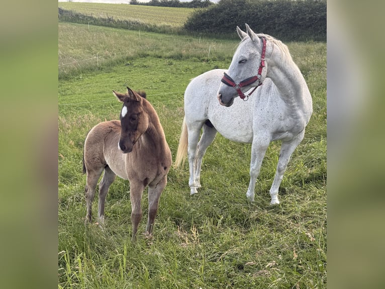 American Quarter Horse Giumenta Puledri (04/2026) 152 cm Grigio in Daleien