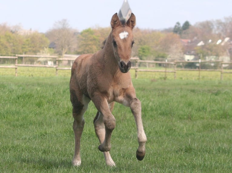 American Quarter Horse Giumenta Puledri (03/2026) 152 cm Grullo in Düsseldorf
