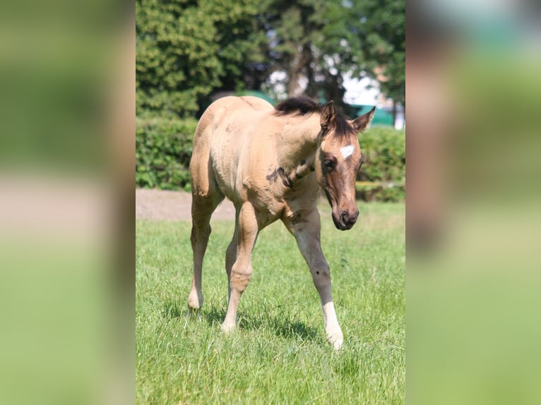 American Quarter Horse Giumenta Puledri (03/2026) 152 cm Grullo in Düsseldorf