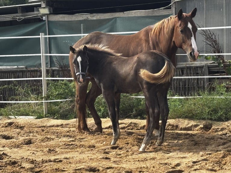 American Quarter Horse Giumenta Puledri (05/2026) 152 cm Morello in Wissen