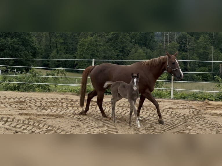 American Quarter Horse Giumenta Puledri (05/2026) 152 cm Morello in Wissen