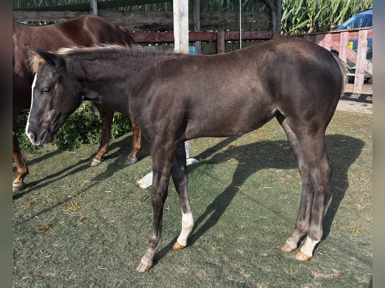 American Quarter Horse Giumenta Puledri (05/2026) 152 cm Morello in Wissen