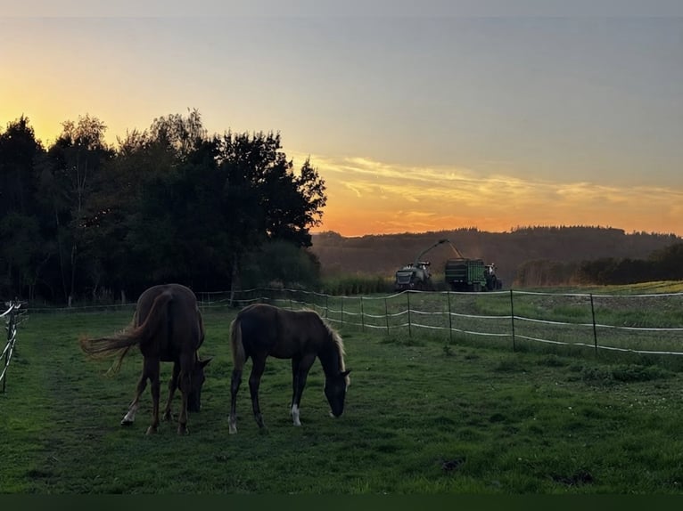 American Quarter Horse Giumenta Puledri (05/2026) 152 cm Morello in Wissen