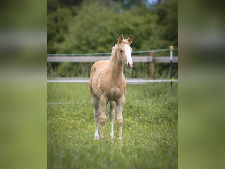 American Quarter Horse Giumenta  152 cm Palomino in Waidhaus