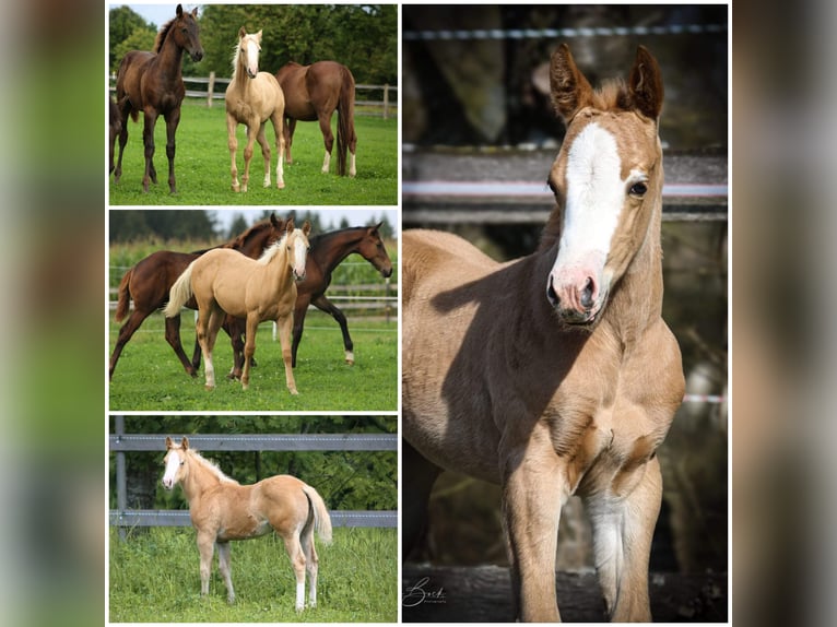 American Quarter Horse Giumenta  152 cm Palomino in Waidhaus