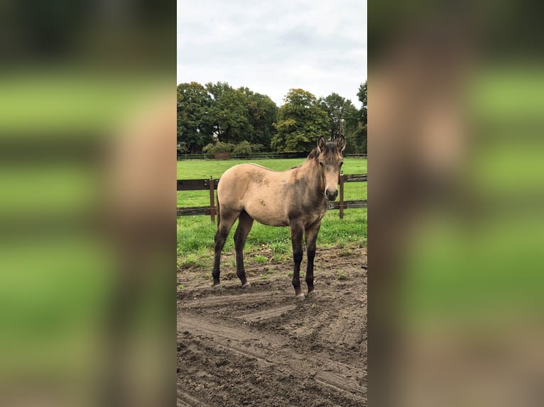 American Quarter Horse Mix Giumenta Puledri (04/2025) 152 cm Pelle di daino in Wietmarschen