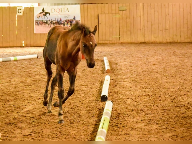 American Quarter Horse Giumenta Puledri (05/2025) 152 cm Pelle di daino in Venusberg American Quarter Horse Giumenta Puledri (05/2025) 152 cm Pelle di daino in Venusberg
