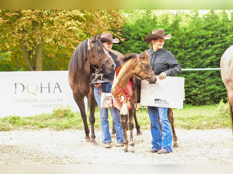 American Quarter Horse Giumenta Puledri (05/2025) 152 cm Pelle di daino in Venusberg American Quarter Horse Giumenta Puledri (05/2025) 152 cm Pelle di daino in Venusberg