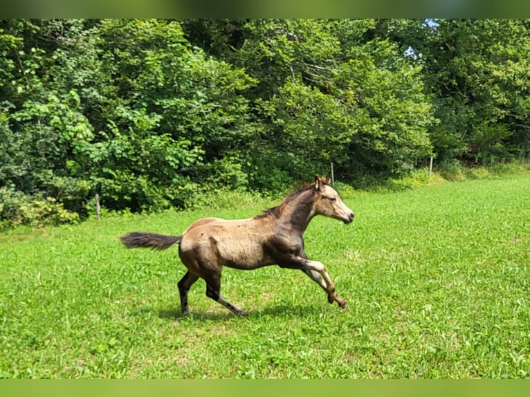 American Quarter Horse Giumenta Puledri
 (04/2024) 152 cm Pelle di daino in Balingen