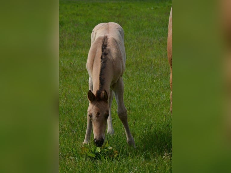 American Quarter Horse Giumenta Puledri (04/2026) 152 cm Pelle di daino in Nordhorn