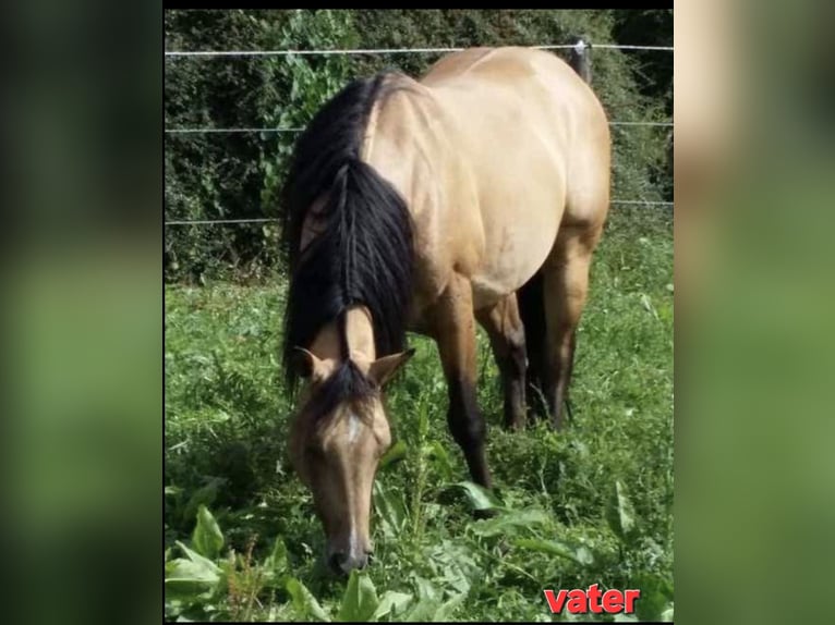 American Quarter Horse Mix Giumenta Puledri (04/2025) 152 cm Pelle di daino in Wietmarschen American Quarter Horse Mix Giumenta Puledri (04/2025) 152 cm Pelle di daino in Wietmarschen