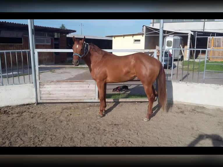 American Quarter Horse Giumenta Puledri
 (03/2024) 152 cm Red dun in Mantova