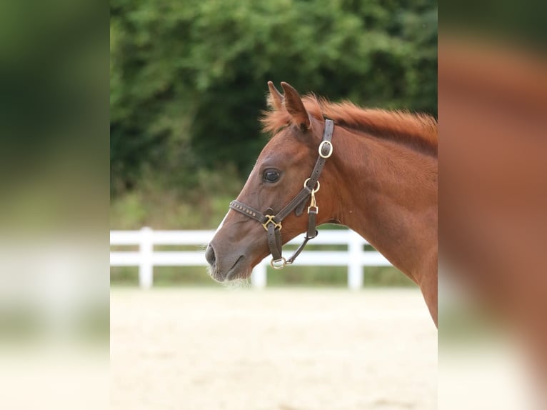 American Quarter Horse Giumenta Puledri (06/2024) 152 cm Sauro in Herne