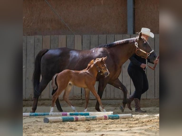 American Quarter Horse Giumenta Puledri (06/2024) 152 cm Sauro in Herne