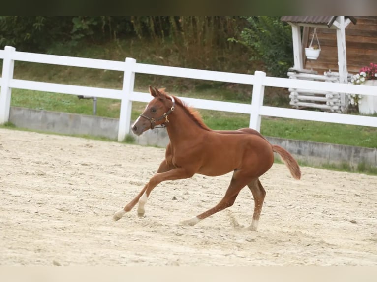 American Quarter Horse Giumenta Puledri (06/2024) 152 cm Sauro in Herne