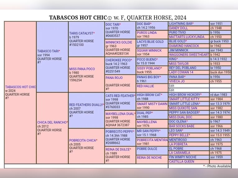 American Quarter Horse Giumenta Puledri (06/2024) 152 cm Sauro in Herne