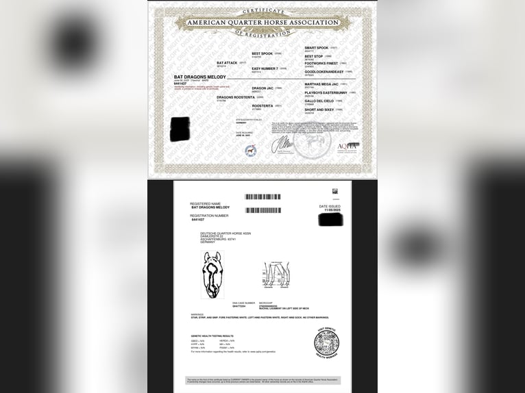 American Quarter Horse Giumenta Puledri (01/2025) 152 cm Sauro in Sch&#xF6;nberg