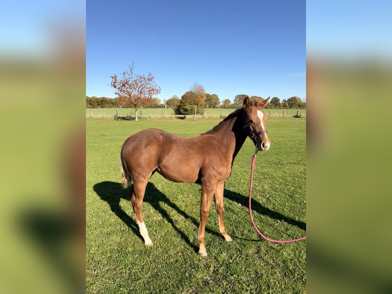 American Quarter Horse Giumenta Puledri (01/2025) 152 cm Sauro in Sch&#xF6;nberg