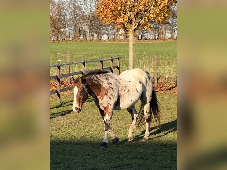 American Quarter Horse Giumenta Puledri (01/2025) 152 cm Sauro in Sch&#xF6;nberg