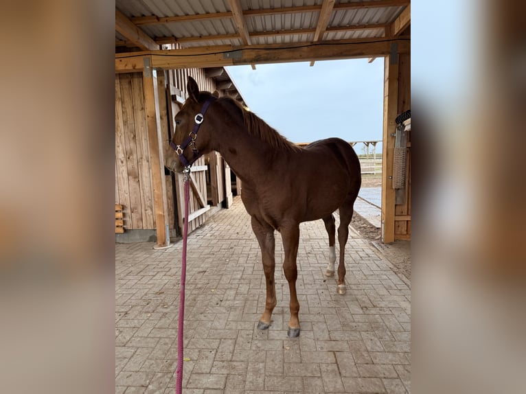 American Quarter Horse Giumenta Puledri (01/2025) 152 cm Sauro in Sch&#xF6;nberg