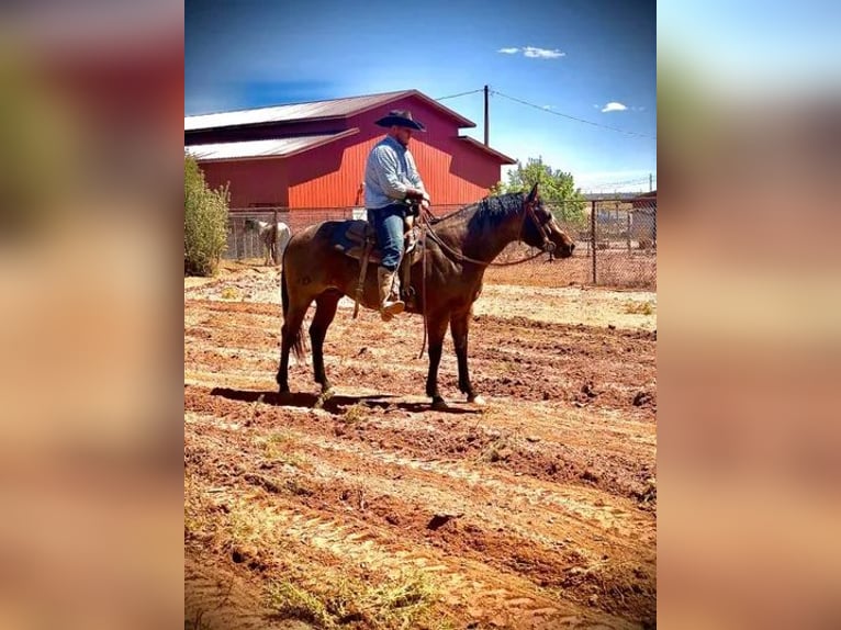 American Quarter Horse Giumenta Puledri
 (04/2024) 152 cm Sauro ciliegia in Chambers