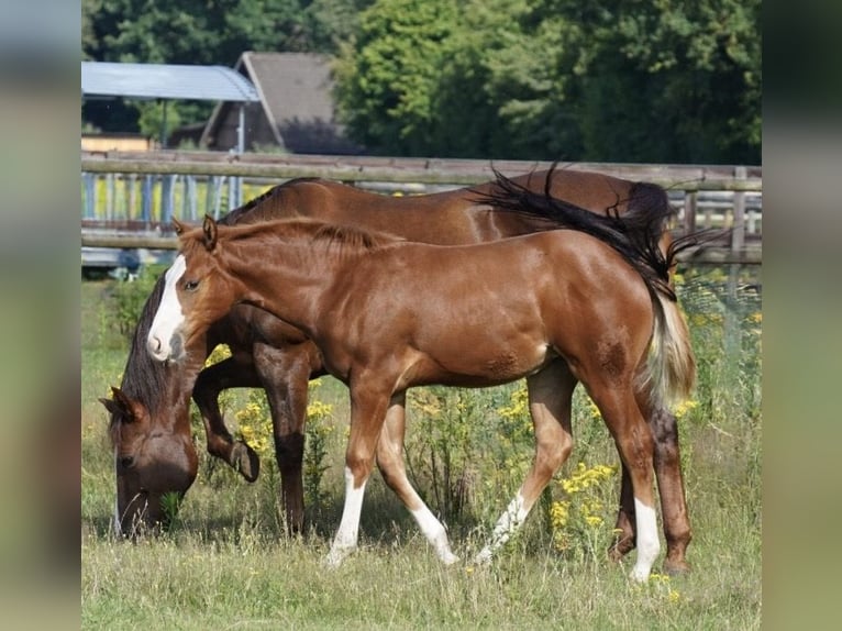 American Quarter Horse Giumenta Puledri (03/2026) 152 cm Sauro in LauenbrückHelvesiek