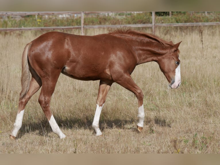 American Quarter Horse Giumenta Puledri (03/2026) 152 cm Sauro in LauenbrückHelvesiek