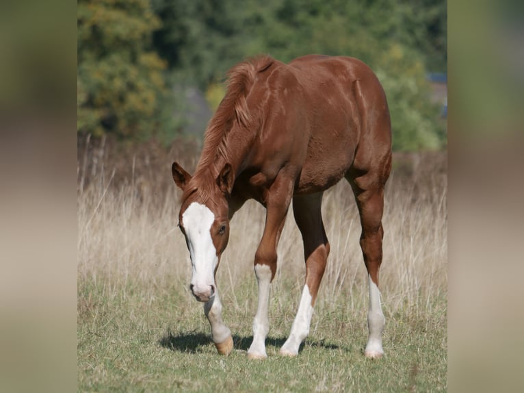 American Quarter Horse Giumenta Puledri (03/2026) 152 cm Sauro in LauenbrückHelvesiek