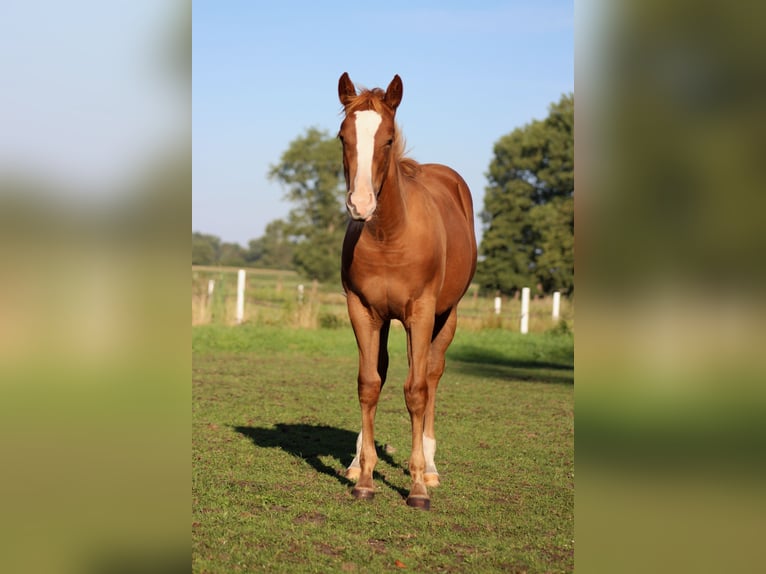 American Quarter Horse Giumenta Puledri (03/2026) 152 cm Sauro scuro in Stade