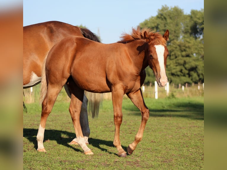 American Quarter Horse Giumenta Puledri (03/2026) 152 cm Sauro scuro in Stade