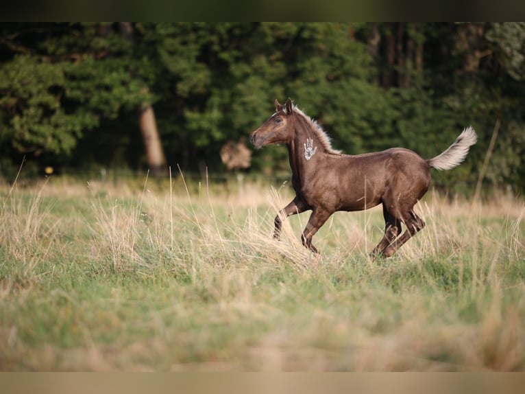 American Quarter Horse Giumenta Puledri
 (05/2024) 153 cm in Geiselwind