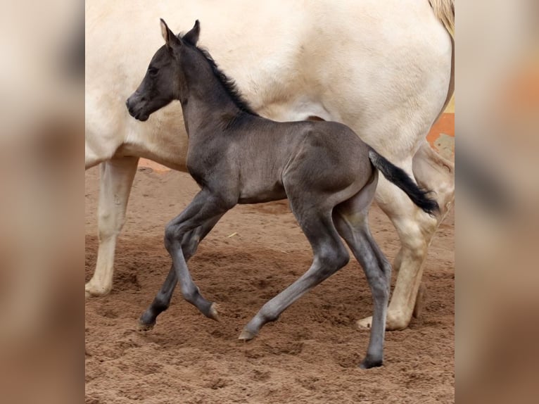 American Quarter Horse Giumenta  153 cm Morello in Schlammersdorf-Moos