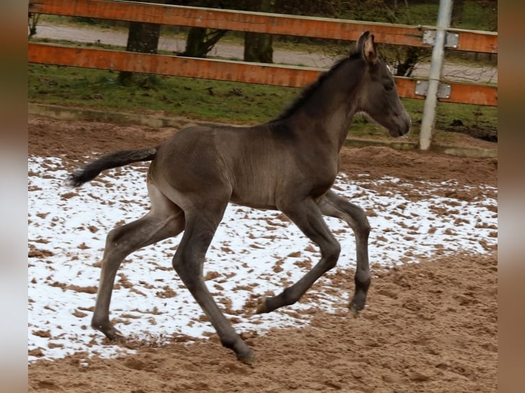 American Quarter Horse Giumenta  153 cm Morello in Schlammersdorf-Moos