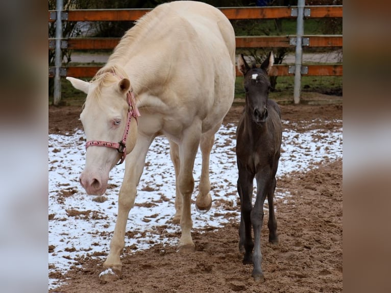 American Quarter Horse Giumenta  153 cm Morello in Schlammersdorf-Moos