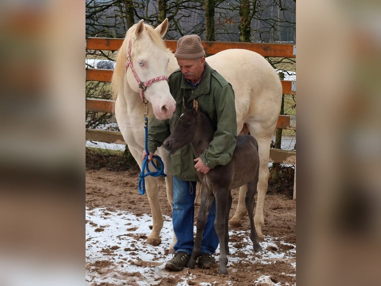 American Quarter Horse Giumenta  153 cm Morello in Schlammersdorf-Moos