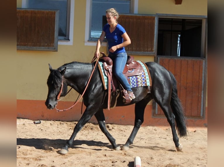 American Quarter Horse Giumenta  153 cm Morello in Schlammersdorf-Moos