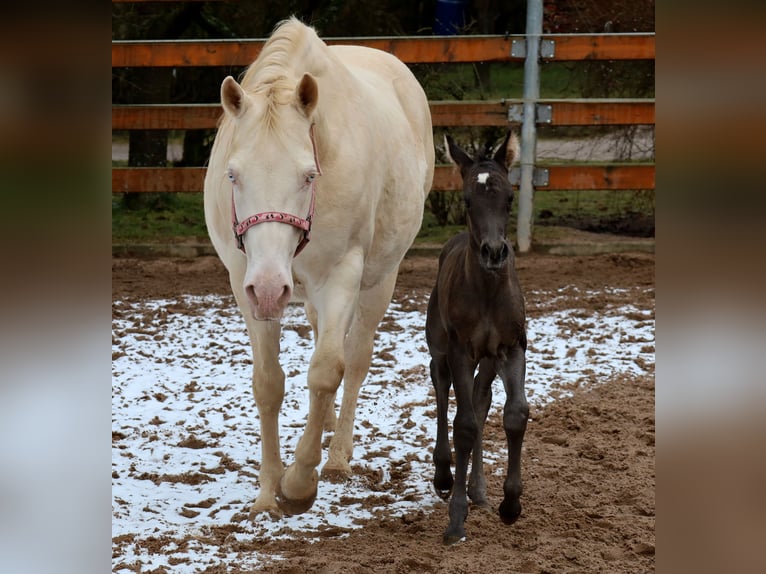 American Quarter Horse Giumenta  153 cm Morello in Schlammersdorf-Moos