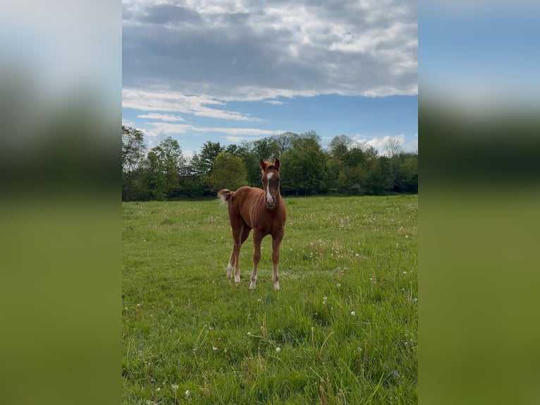 American Quarter Horse Giumenta Puledri (01/2026) 153 cm Sauro scuro in Usti nad Labem