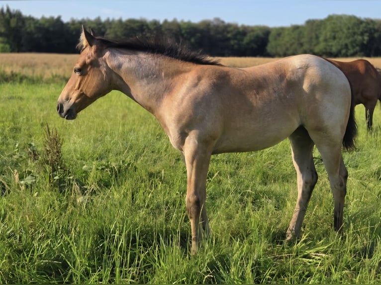American Quarter Horse Giumenta Puledri (04/2026) 155 cm Baio roano in Marklohe