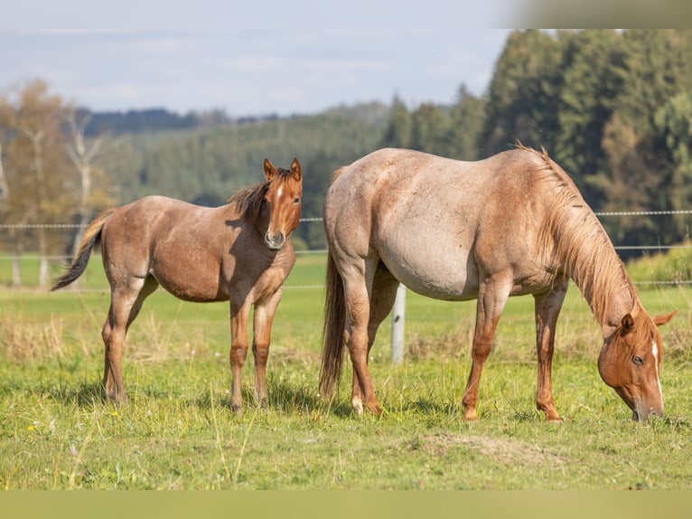 American Quarter Horse Giumenta Puledri (04/2024) 155 cm Baio roano in Helmbrechts