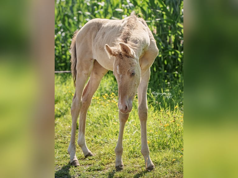 American Quarter Horse Giumenta Puledri
 (06/2024) 155 cm Champagne in Himmelkron